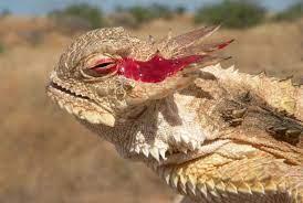 This is the horned lizard from North America. It defends itself by contracting its muscles in his eyes to pool blood and then shoots it at its prey! Eleanor joined the demonstration using silly string in place of blood!
